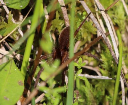 Dolomedes (fimbriatus-plantarius)